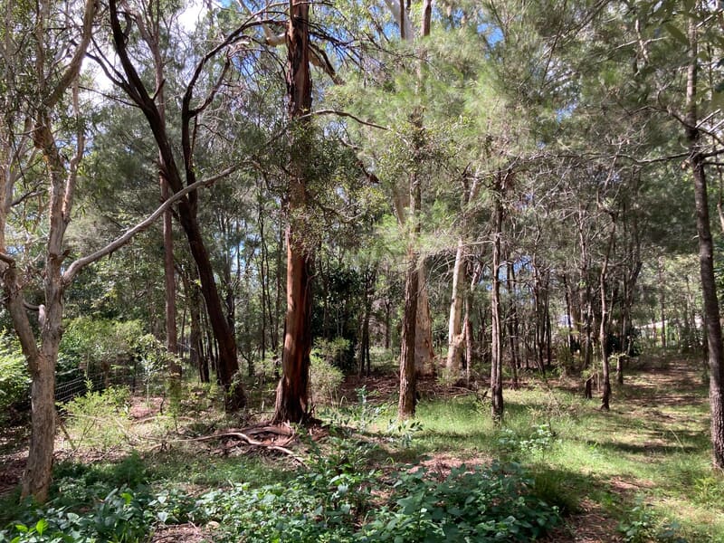 Dense eucalypt and casuarina growth across the Capalaba block before clearing