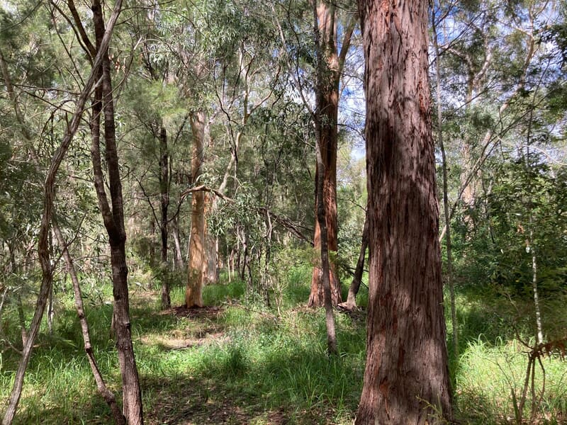 Scoping Tree Image Our Projects — Tree Eaters Land Clearing QLD