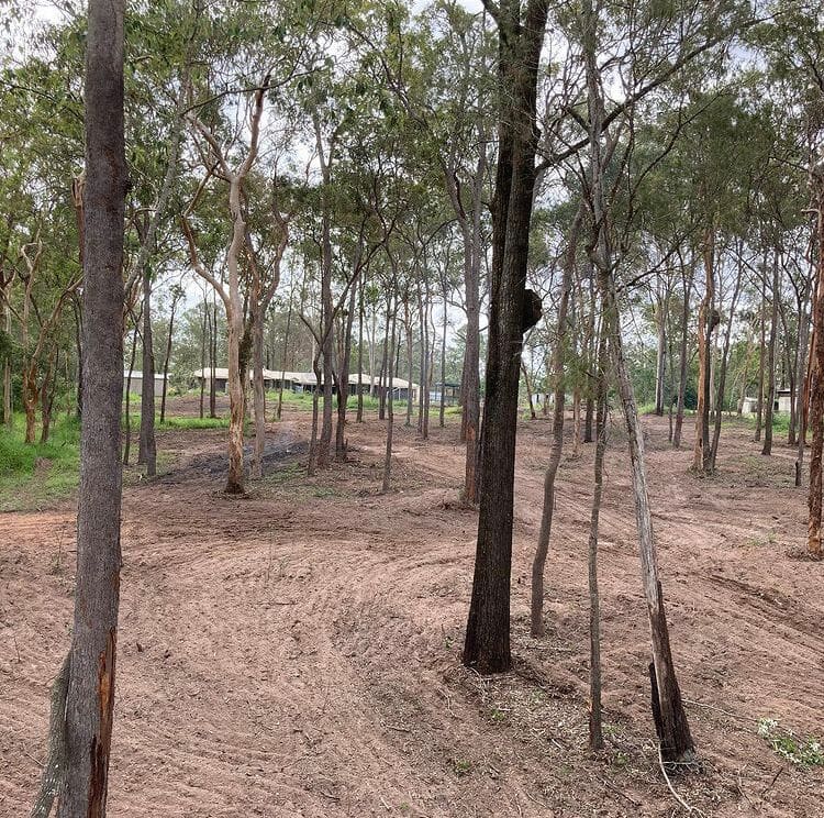 Open, underscrubbed ground beneath retained trees at Park Ridge South