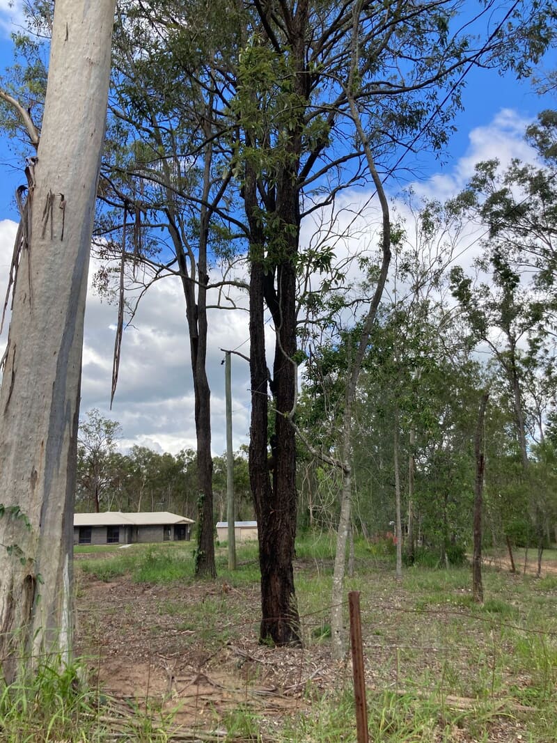Scrub and regrowth along the fenceline at Park Ridge South before clearing