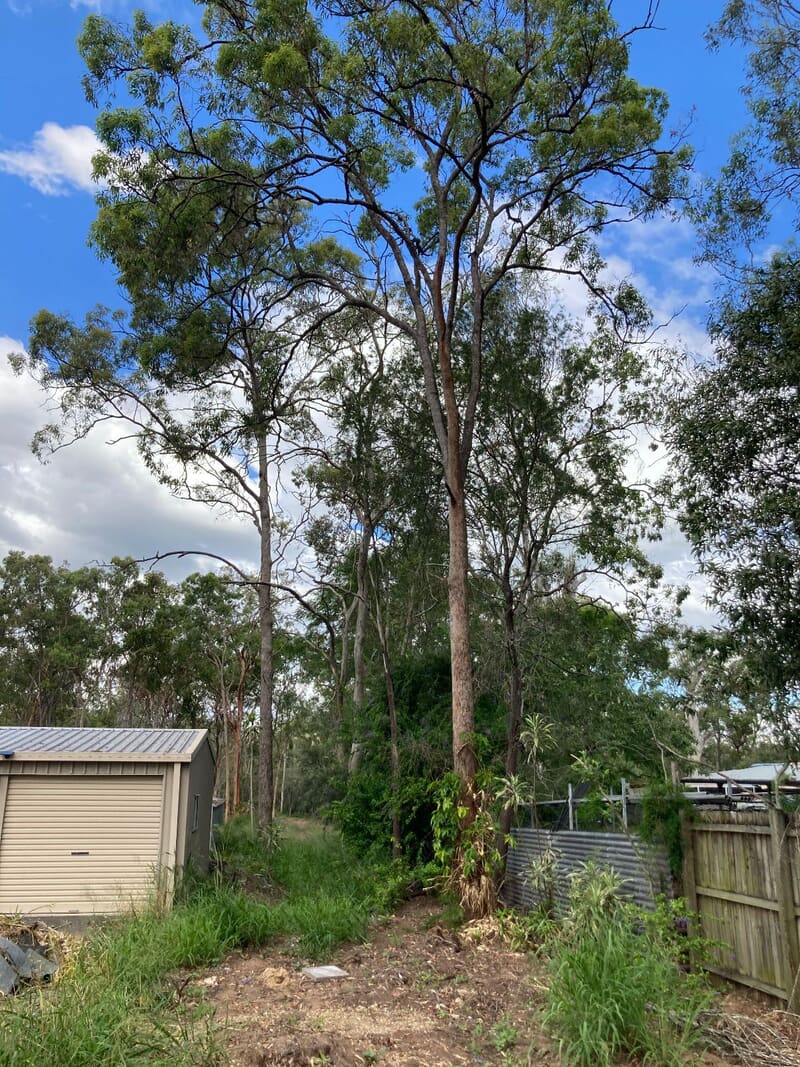Dense regrowth and vines crowding the shed at Park Ridge South before works